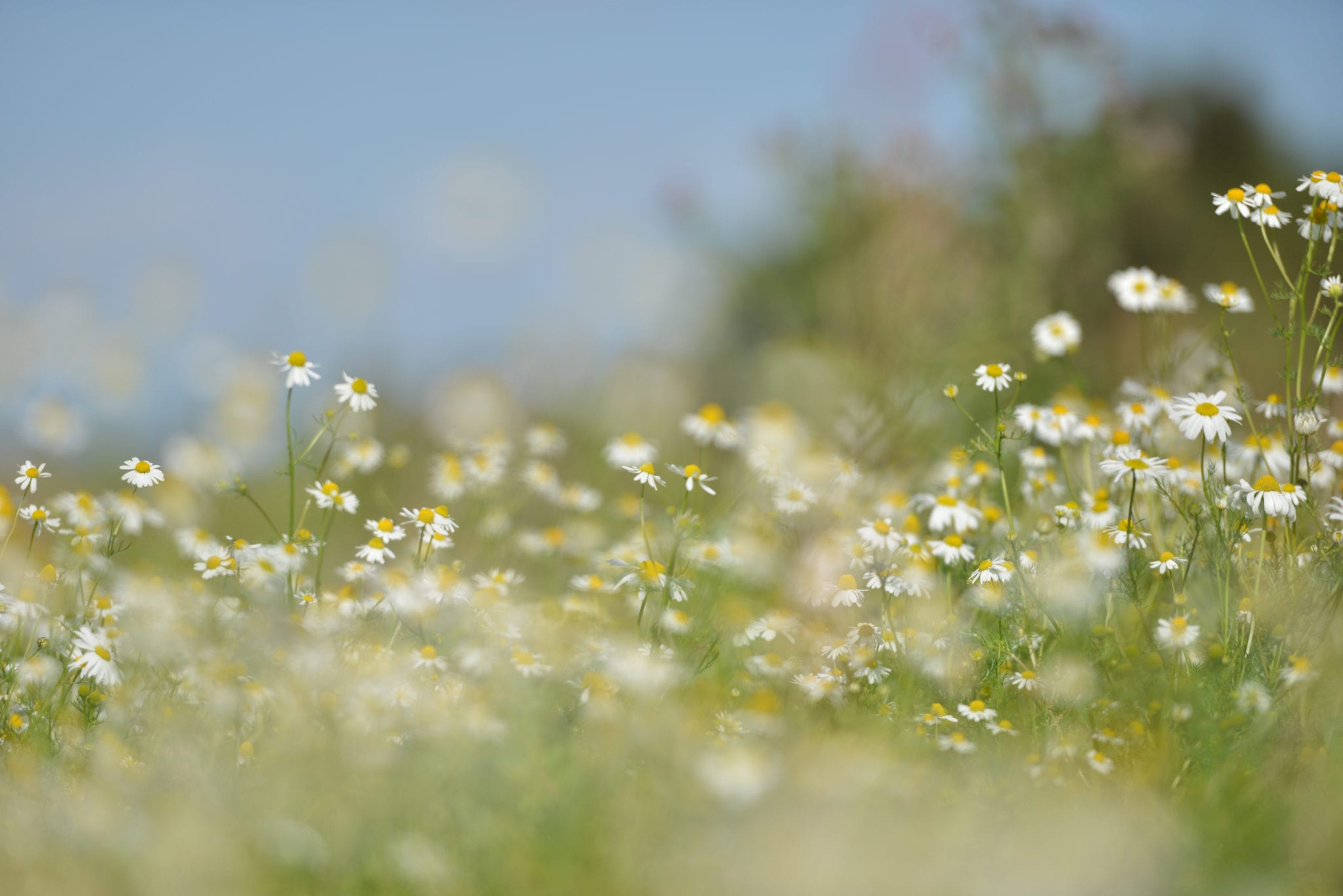 flower-2.jpg
