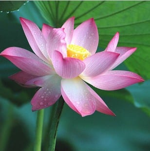 roze-lotus.jpg