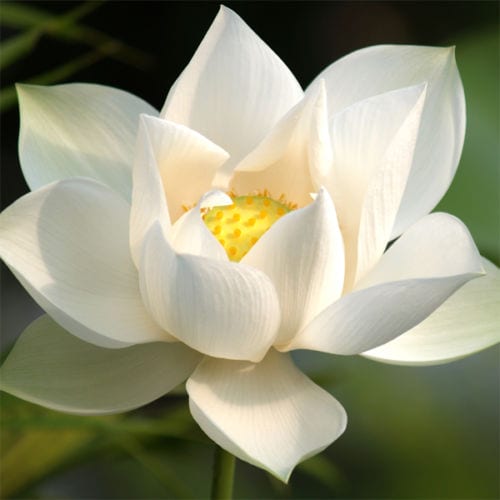 witte-lotus.jpg