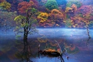 tree-colors