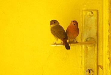 vogels en deur