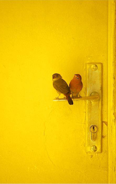 vogels-en-deur.jpg