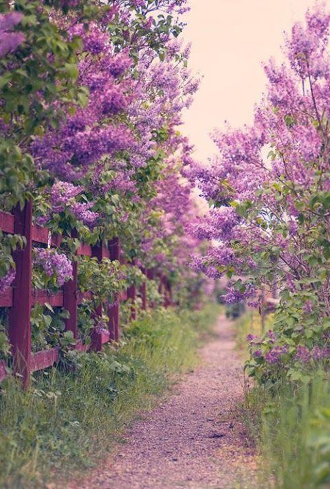 purple-blossom.jpg