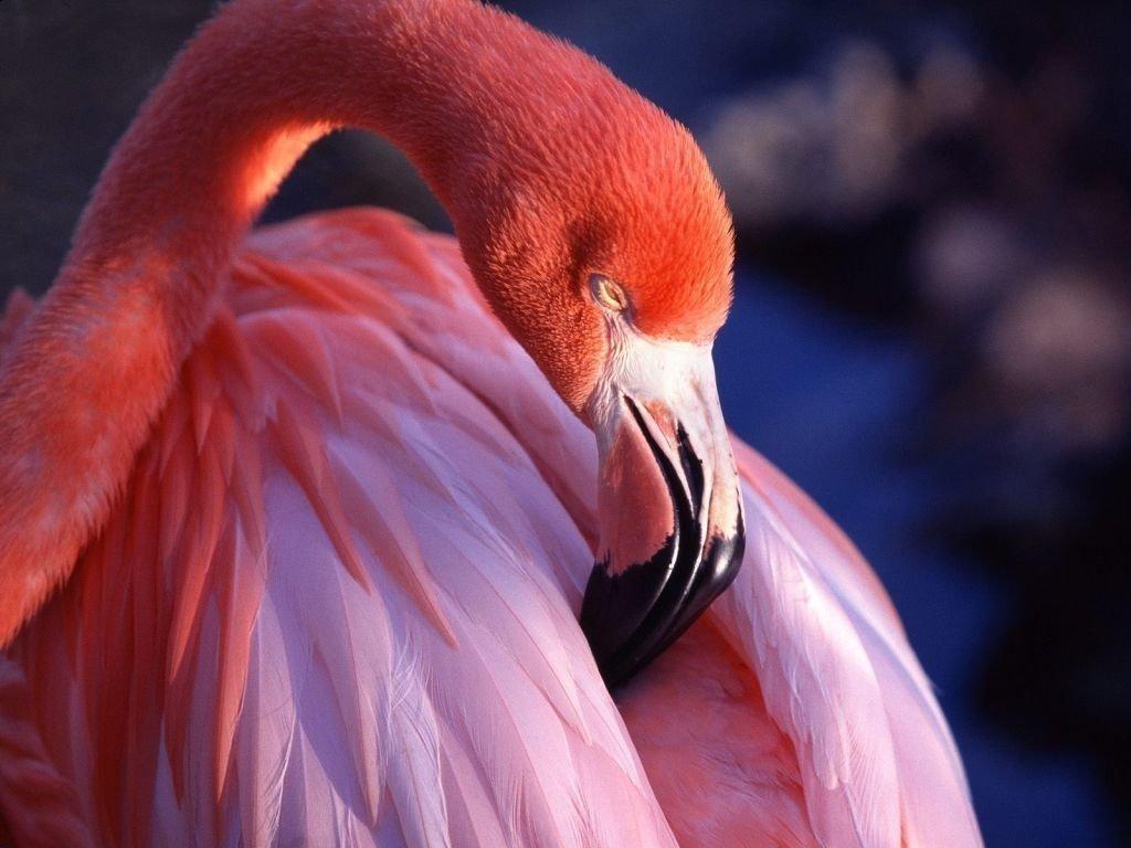 flamingo.jpg