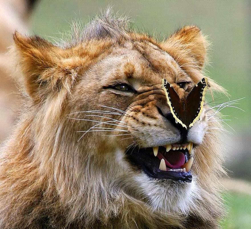 lion-butterfly.jpg