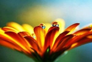 schitterende bloem