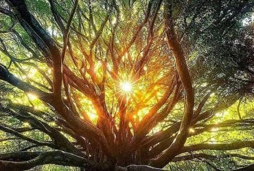 sun tree