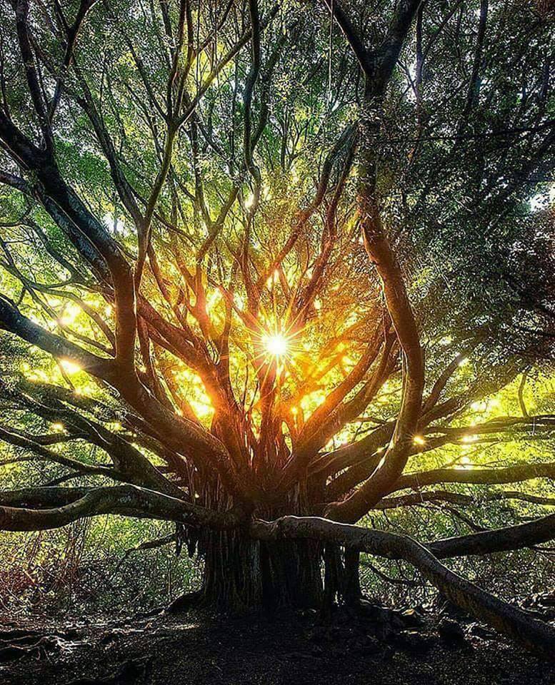sun-tree.jpg
