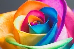 The_Perfect_Rainbow_Rose_by_HappyRo.jpg