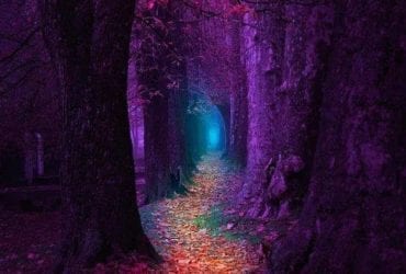 purple lane of trees