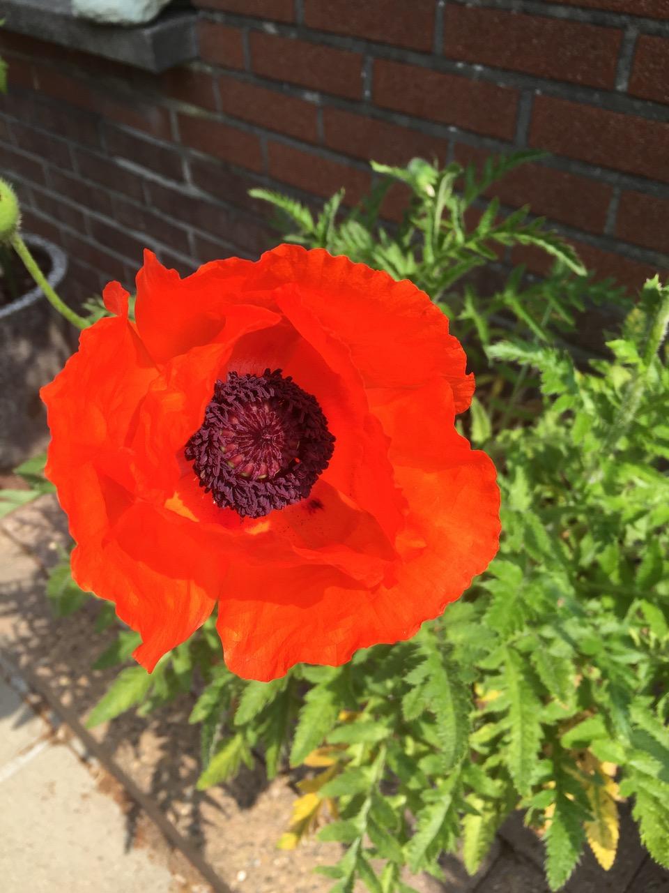 IMG_1783.jpeg.jpg