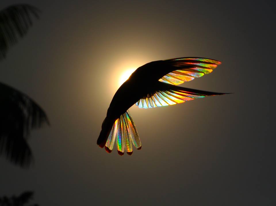 christian-spencer-hummingbird.jpg