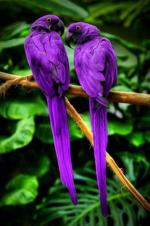 purple-parrots.jpg