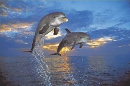 dolphins01.jpg