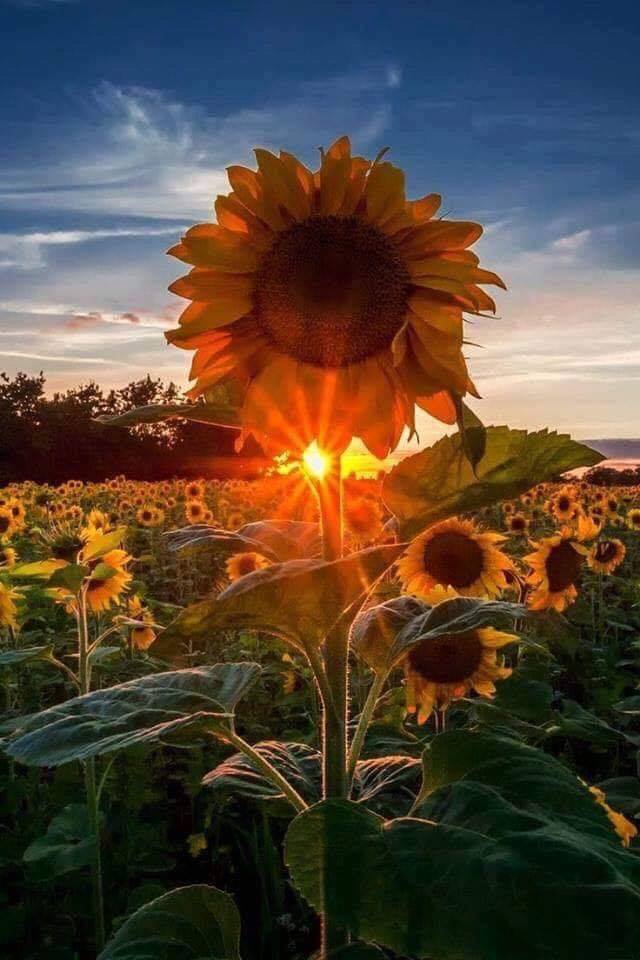 sunflowerlight.jpg